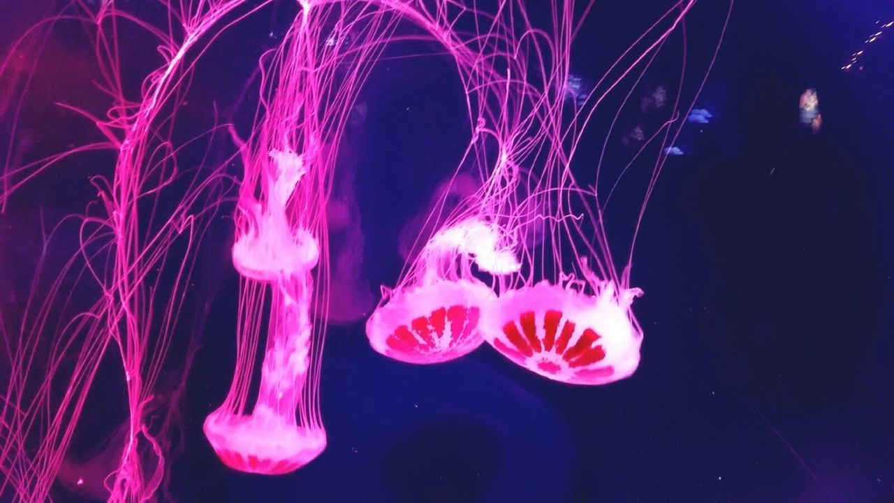 CLOSE-UP OF JELLYFISH SWIMMING UNDERWATER