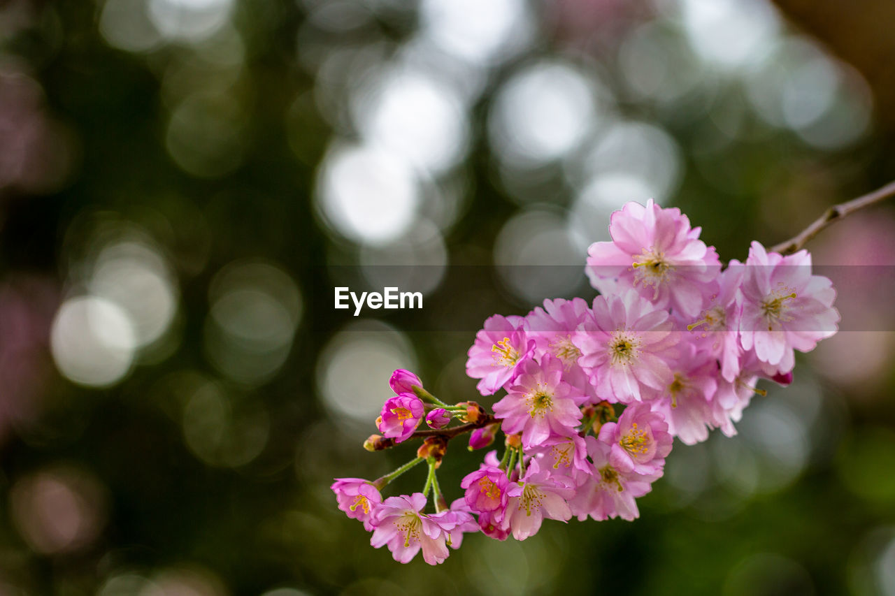 CLOSE-UP OF PINK FLOWER PLANT