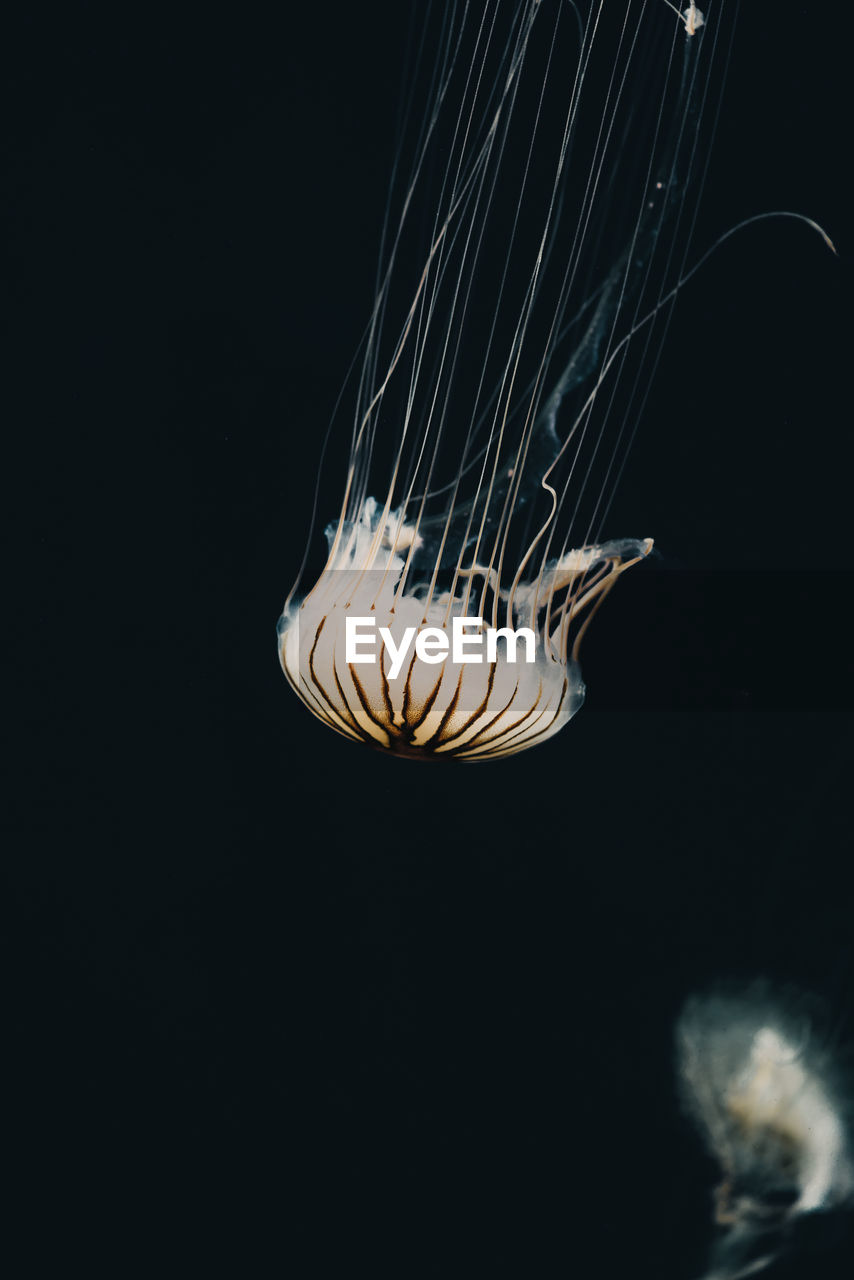 CLOSE-UP OF JELLYFISH UNDERWATER