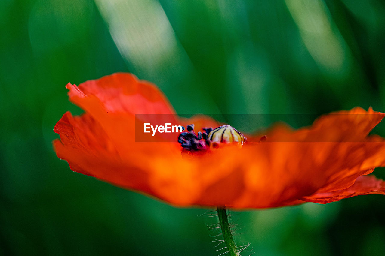 Close-up of red flower