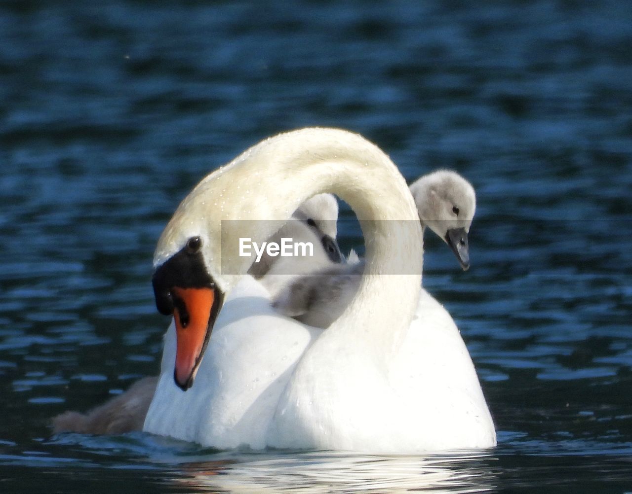 SWAN SWIMMING IN LAKE