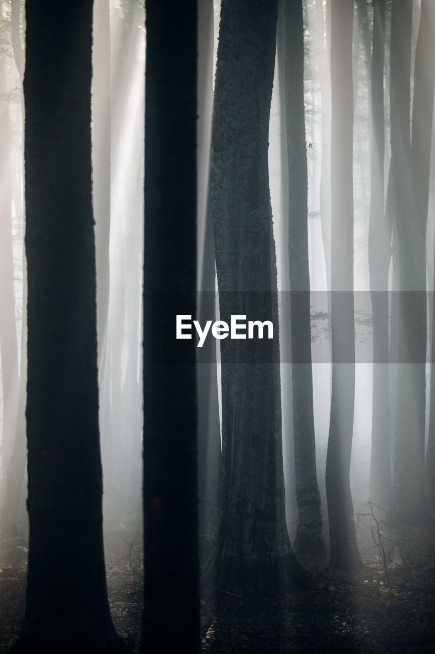 Silhouette trees in forest