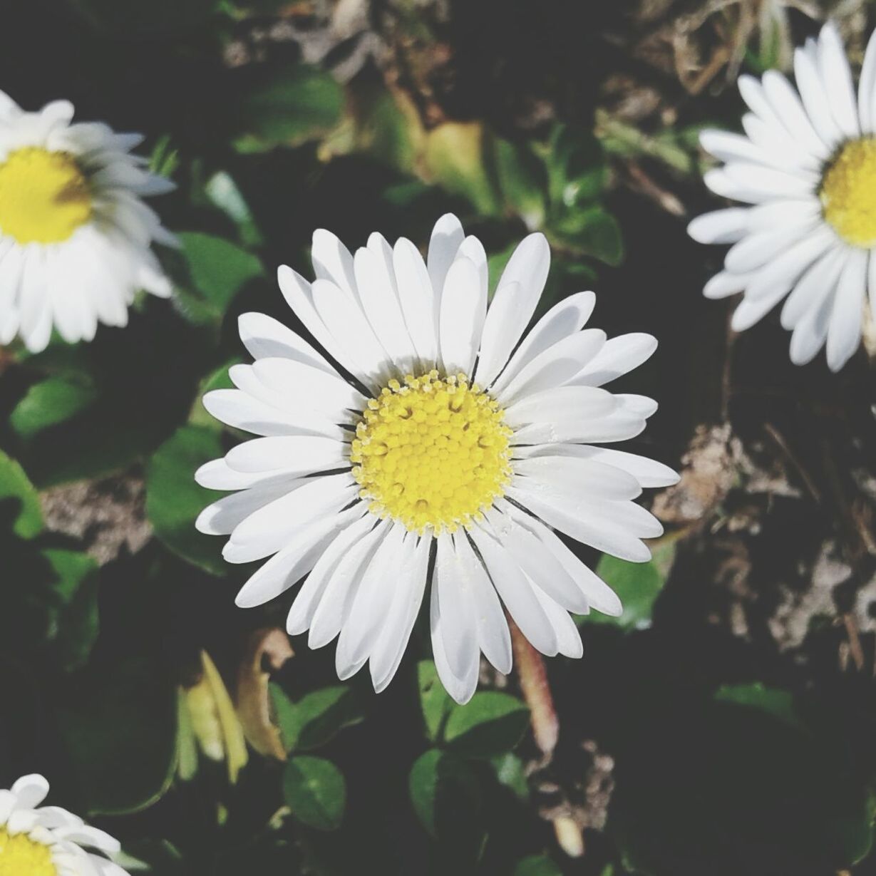 CLOSE-UP OF WHITE FLOWERS BLOOMING