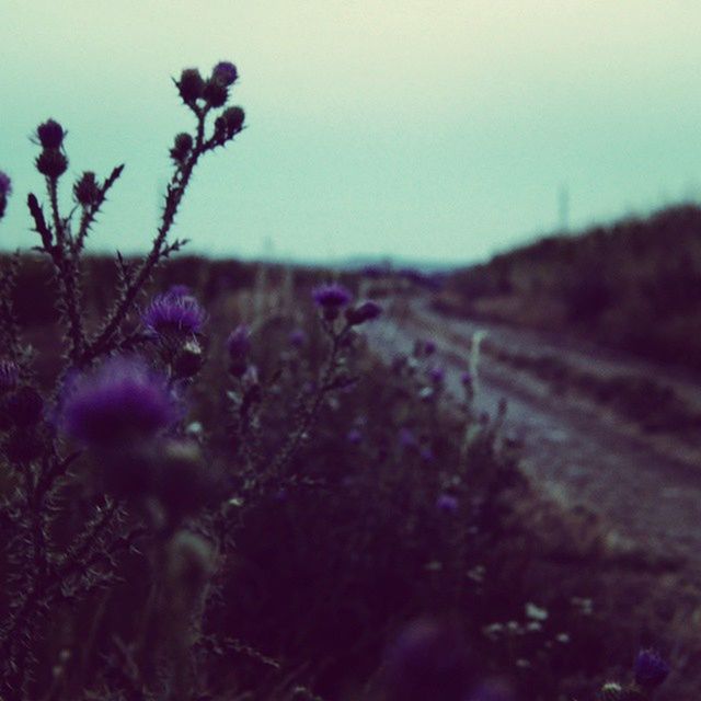 PLANTS GROWING ON FIELD