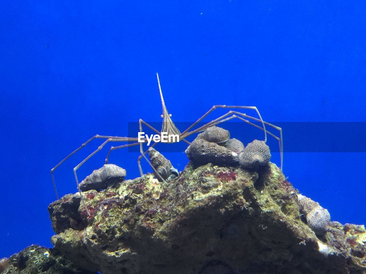 LOW ANGLE VIEW OF INSECT ON ROCK