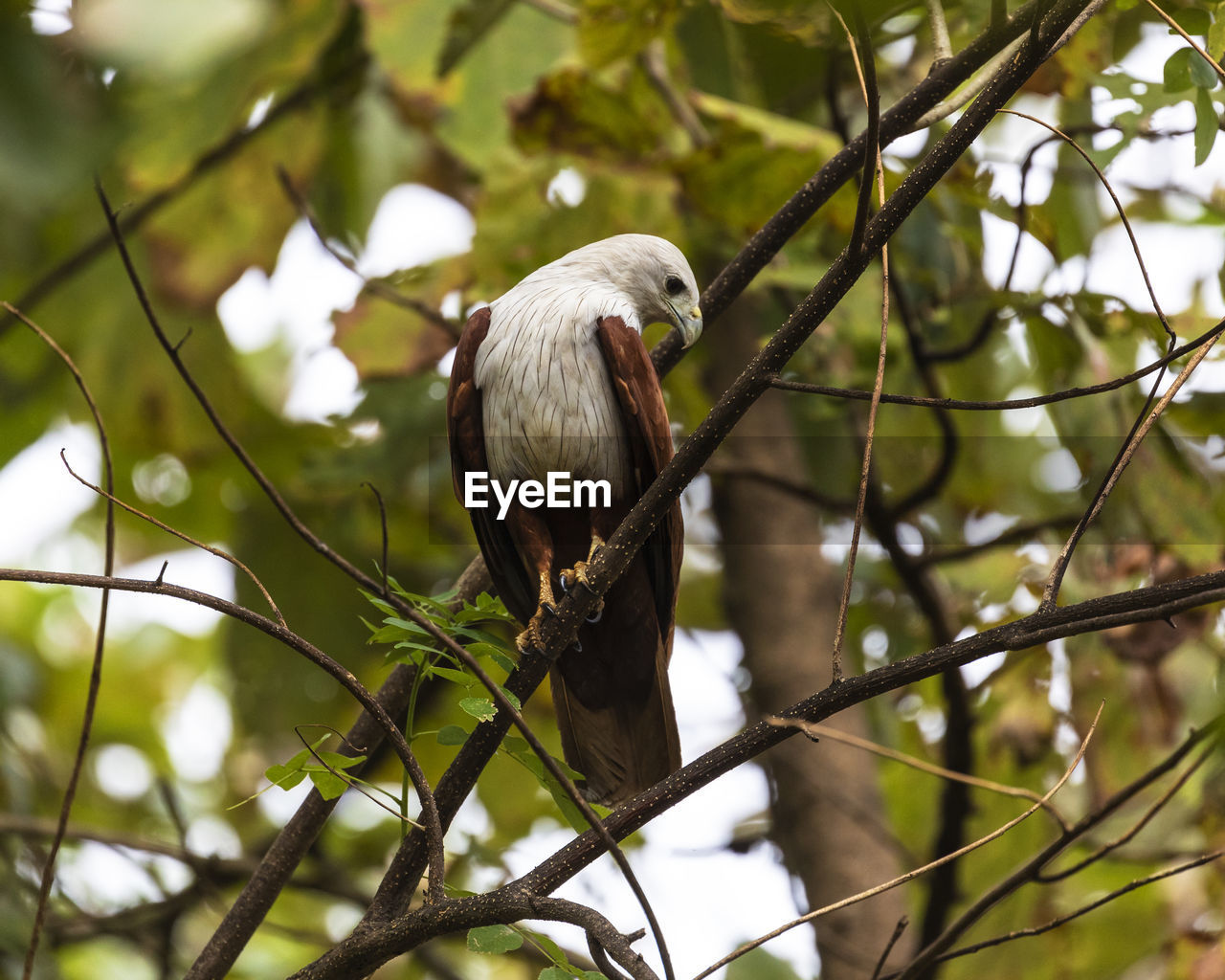 VIEW OF BIRD PERCHING ON BRANCH