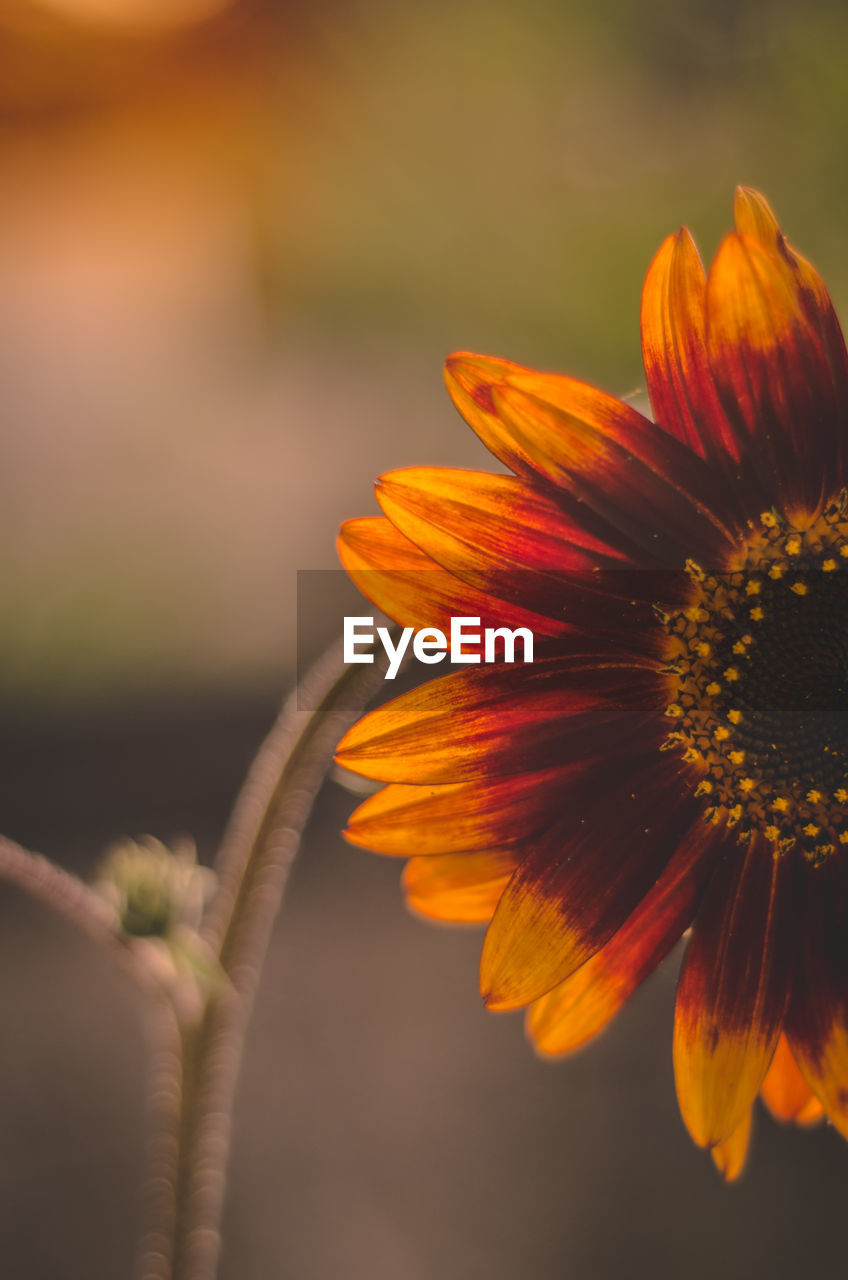 Close-up of orange flower against blurred background