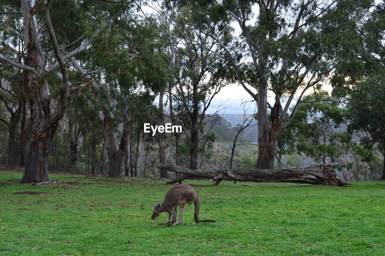 Kangaroo on grassy field against trees