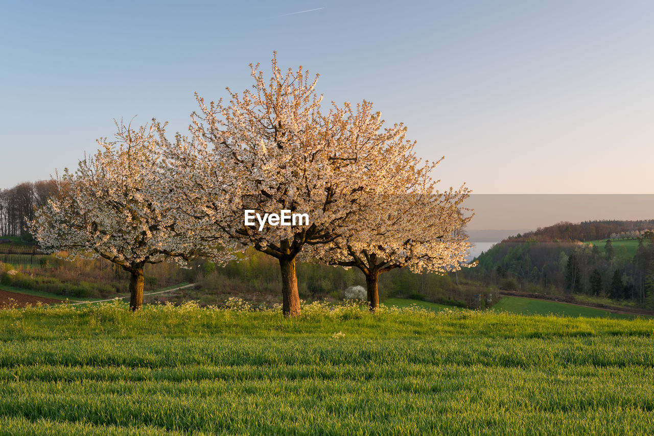 View of cherry blossom tree in field