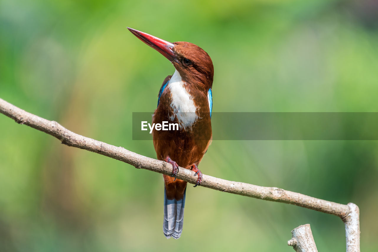 White-throated kingfisher perched