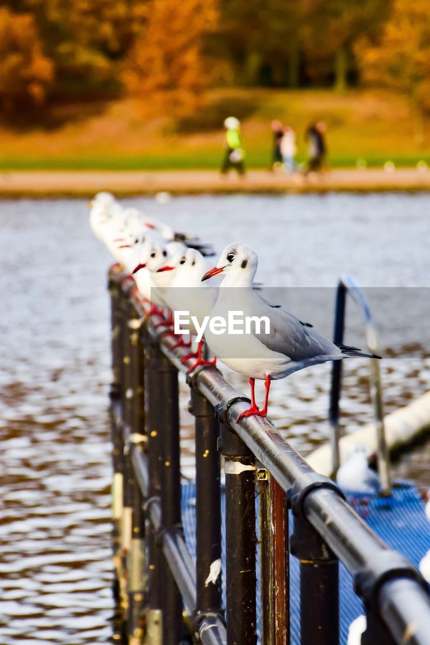 SEAGULLS PERCHING BY LAKE