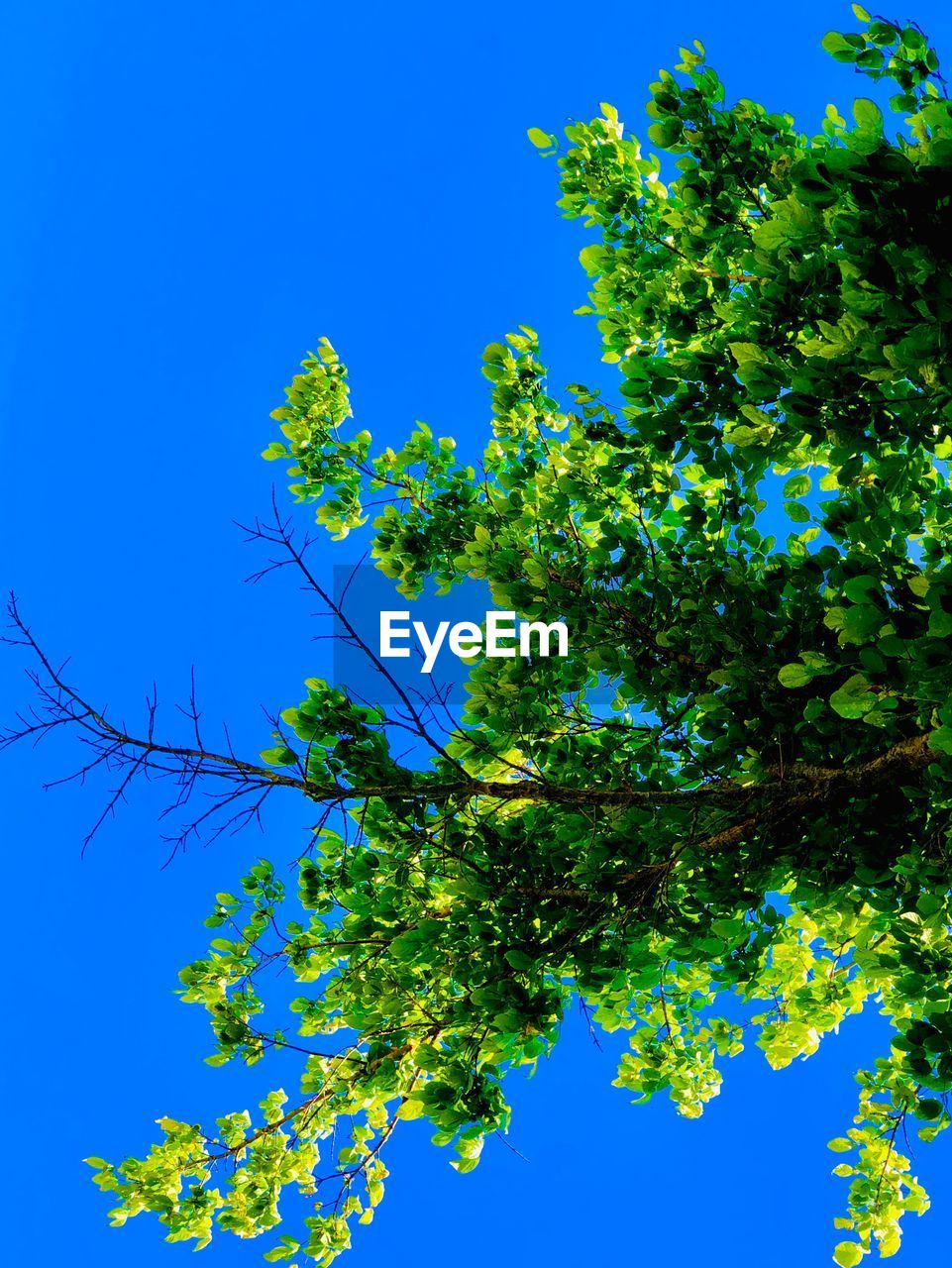 LOW ANGLE VIEW OF TREE AGAINST SKY