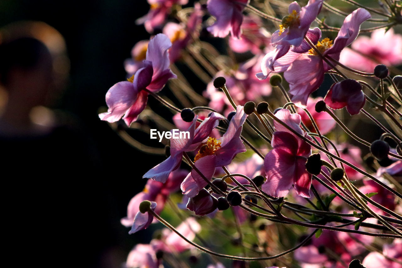 Close-up of pink flowering plant