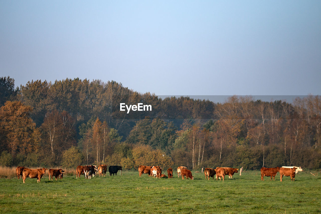 COWS ON FIELD AGAINST CLEAR SKY