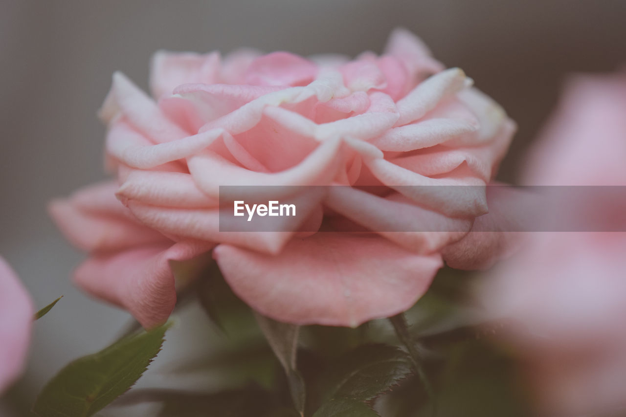 CLOSE-UP OF PINK ROSES