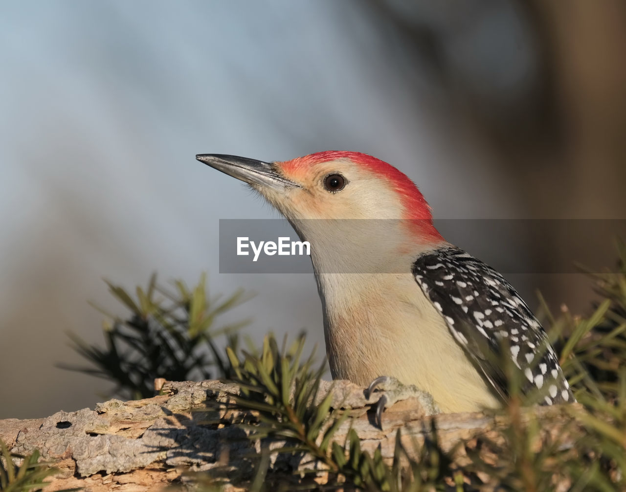 Red-bellied woodpecker