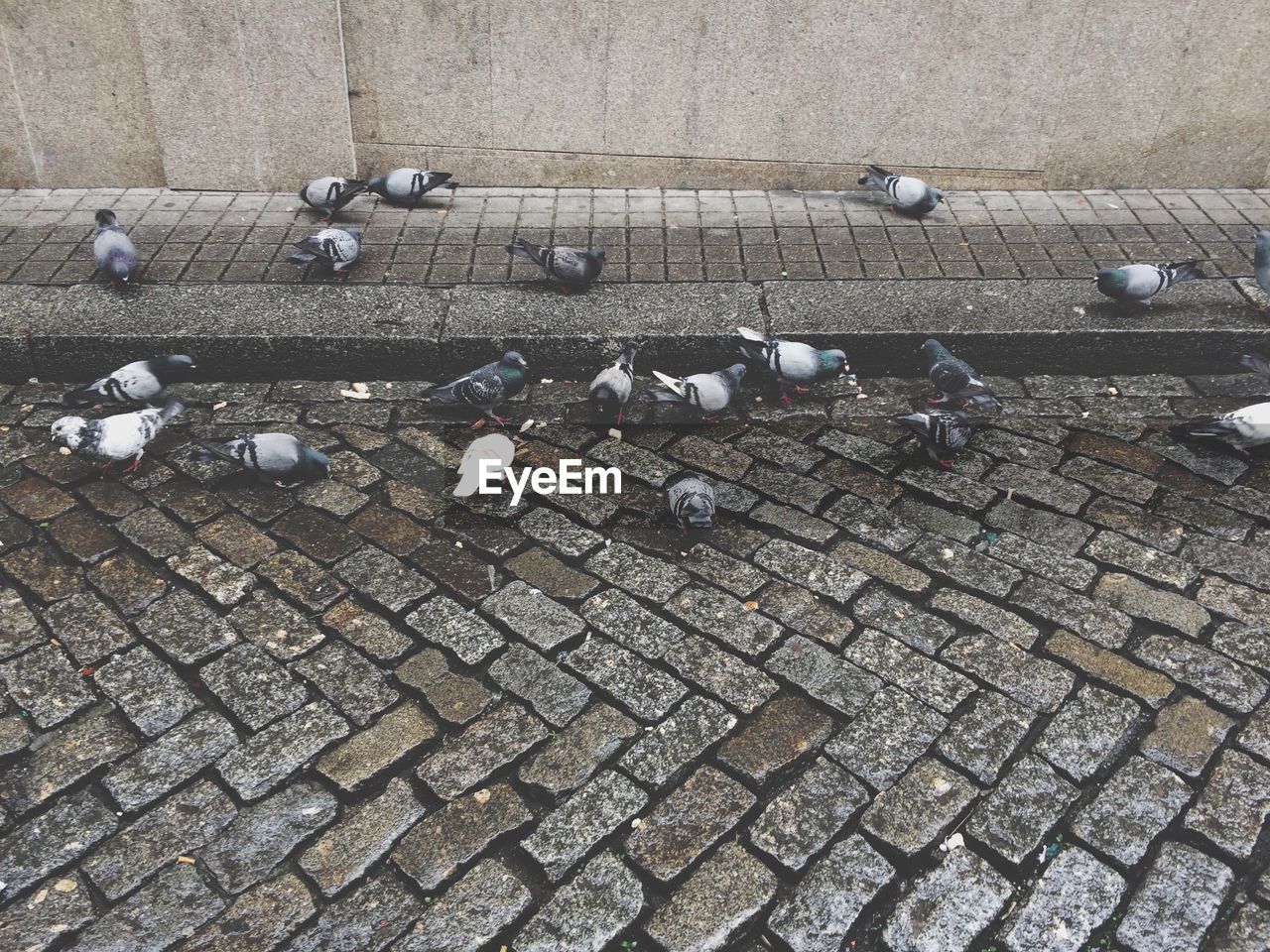 High angle view of pigeons on street