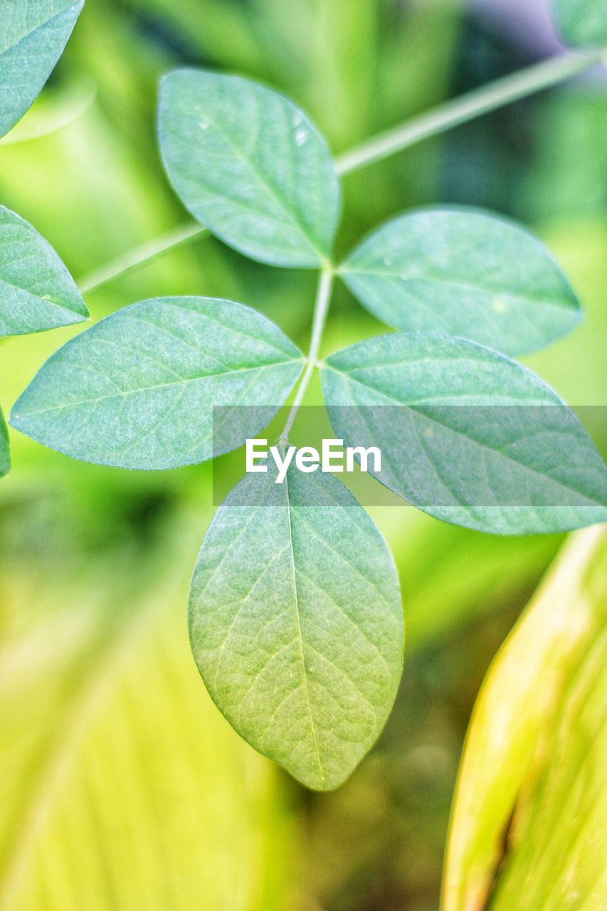 Close-up of fresh green leaves