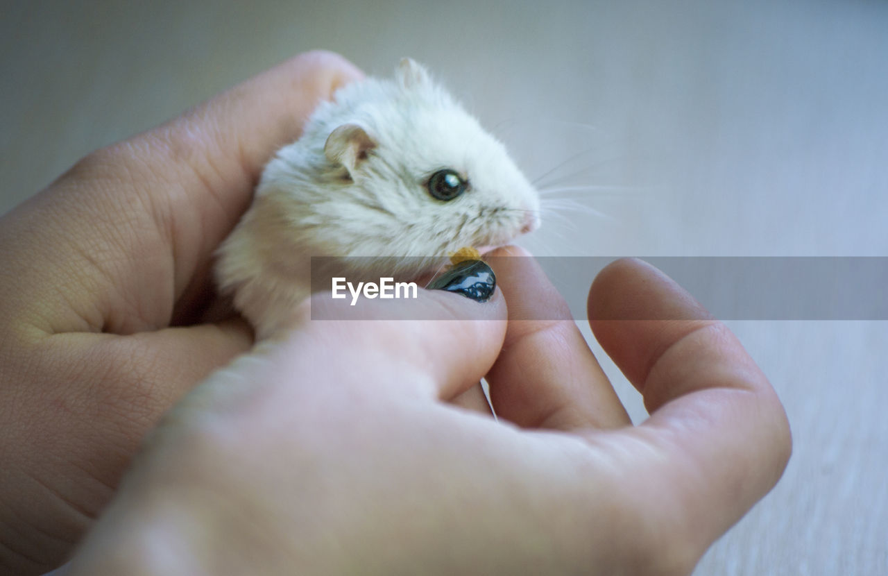 CLOSE-UP OF PERSON HAND HOLDING WHITE CAT