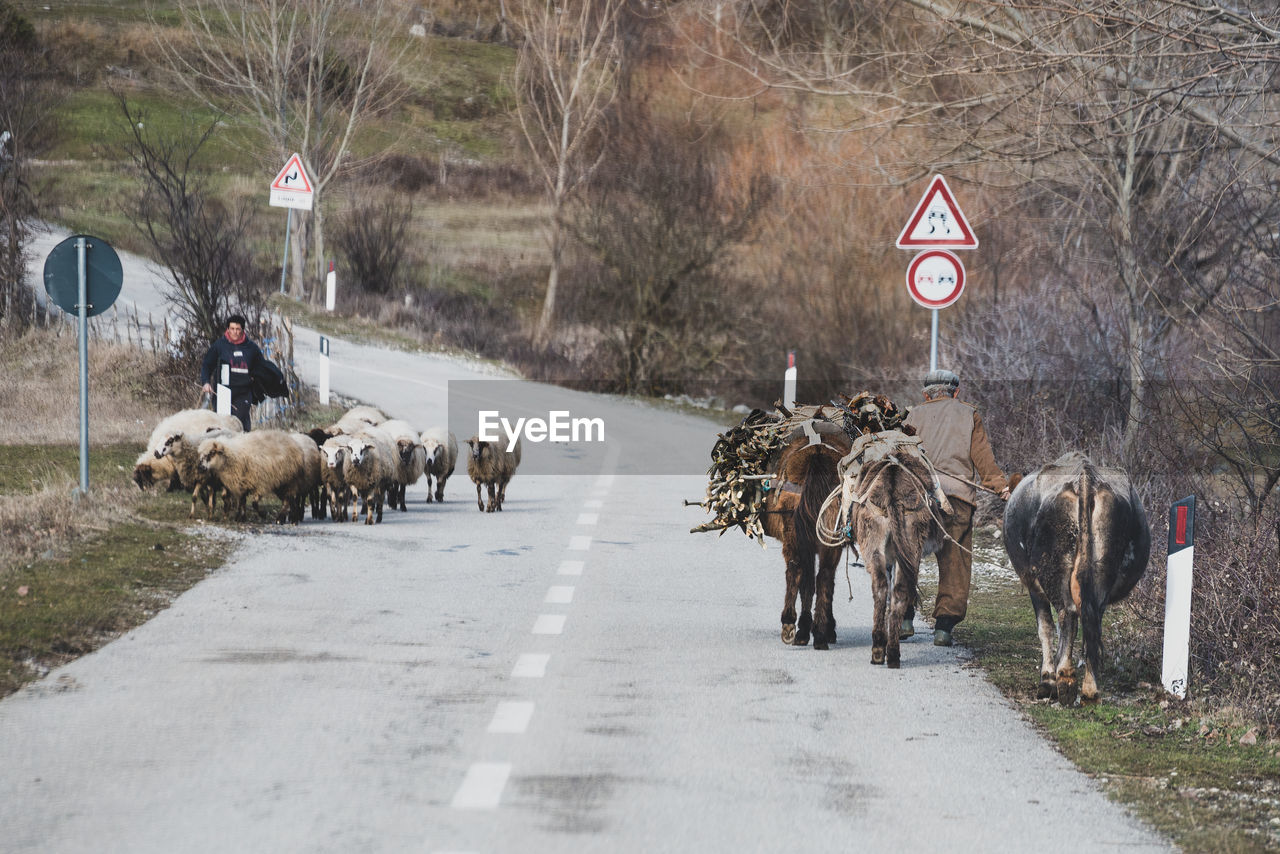 road, mammal, animal themes, animal, transportation, domestic animals, road sign, group of animals, sign, animal wildlife, pet, tree, livestock, street, wildlife, nature, communication, day, vehicle, plant, the way forward, city, walking, outdoors, large group of animals, herbivorous, working animal, traffic sign, winter