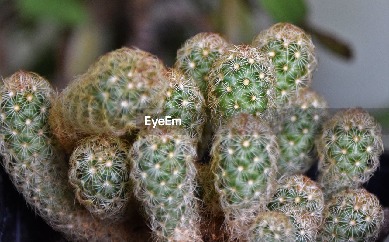 Close-up of plant