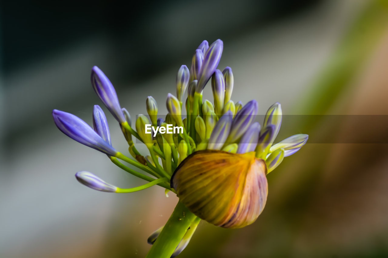 Close-up of purple flower