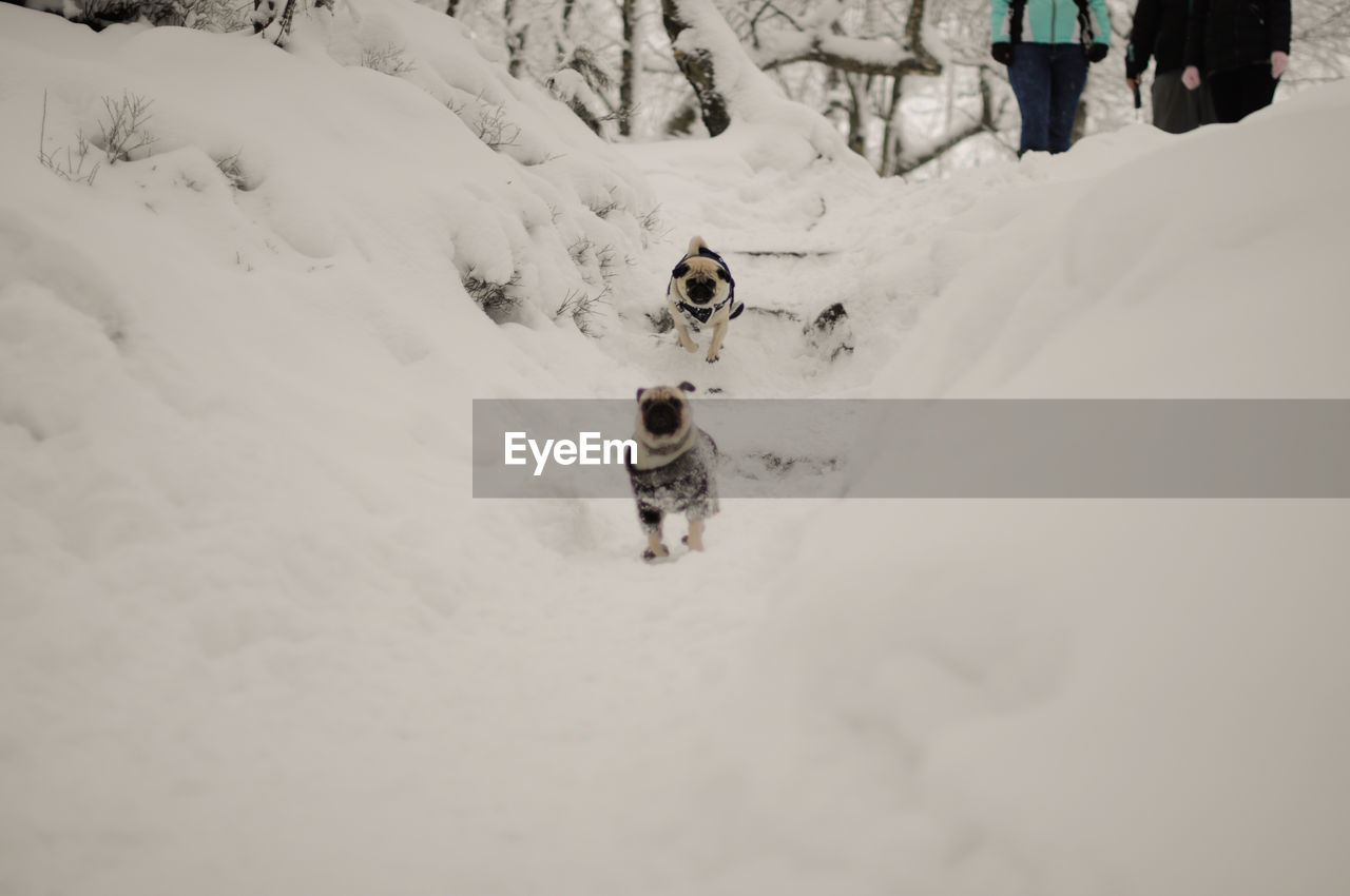 Pugs on snow field