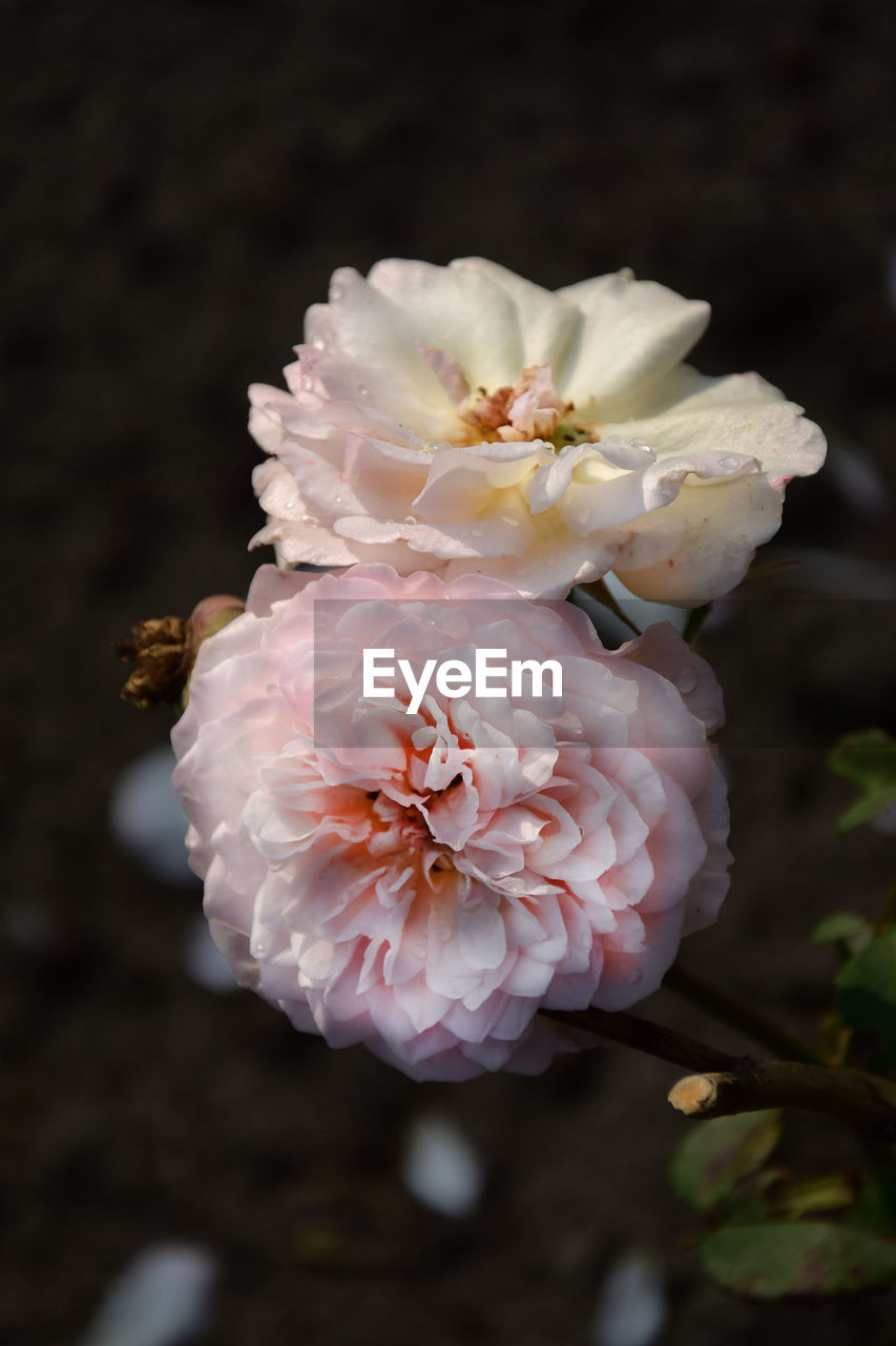 CLOSE-UP OF PINK ROSES