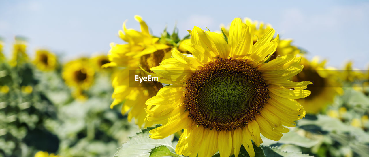 Close-up of yellow sunflower on field against sky