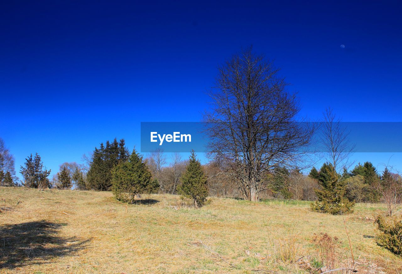 TREES ON FIELD AGAINST CLEAR SKY