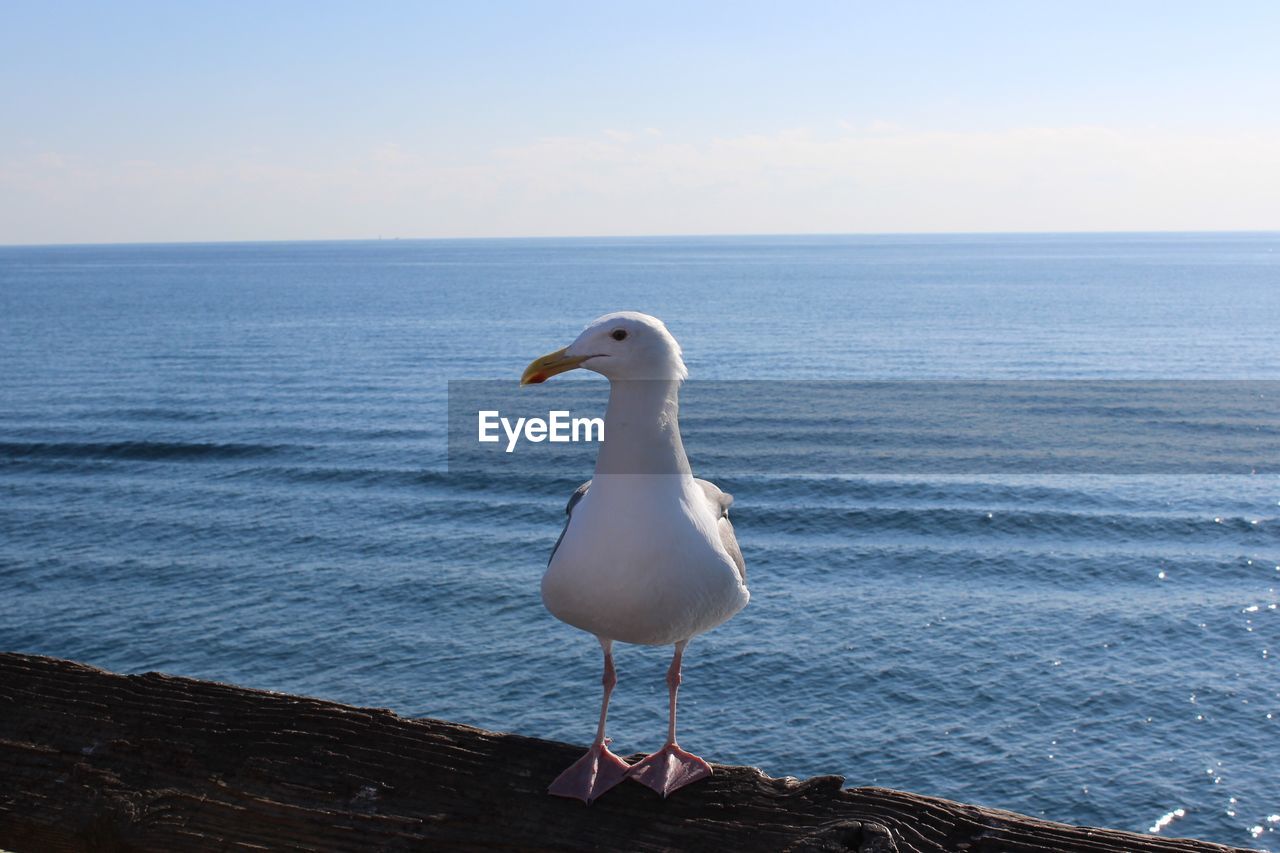 Bird perching on beach against sky