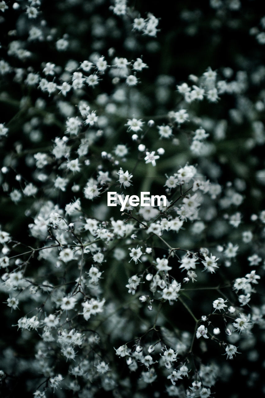 Close-up of white flowering plant on field