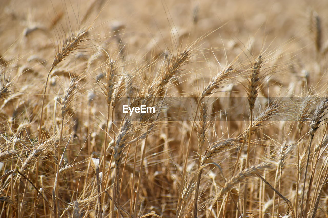 agriculture, plant, crop, cereal plant, food, field, rural scene, landscape, growth, land, wheat, nature, farm, close-up, beauty in nature, gold, no people, food grain, rye, barley, environment, summer, focus on foreground, outdoors, food and drink, backgrounds, grass, scenics - nature, tranquility, day, prairie, selective focus, plant stem, brown, harvesting, dry