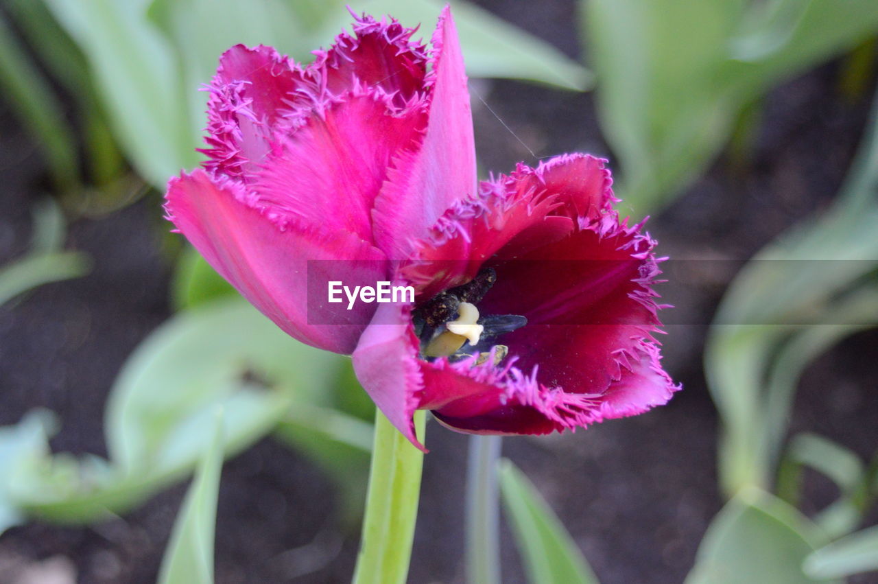 Close-up of pink flowers