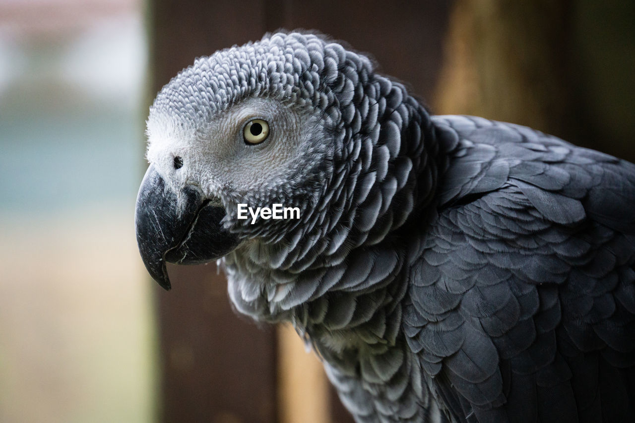 Close-up of a bird