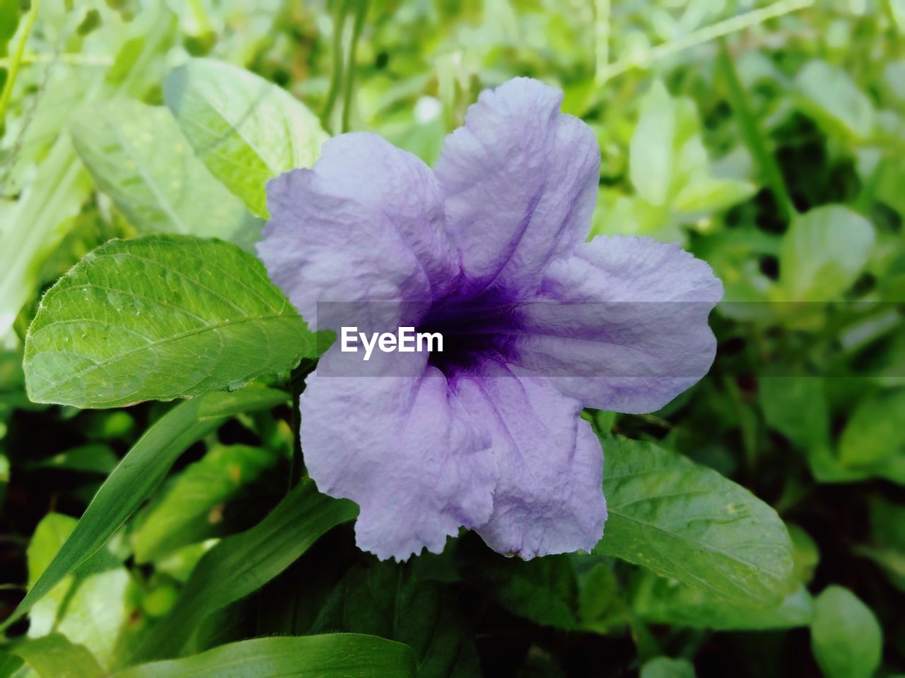 CLOSE-UP OF PURPLE FLOWER ON PLANT
