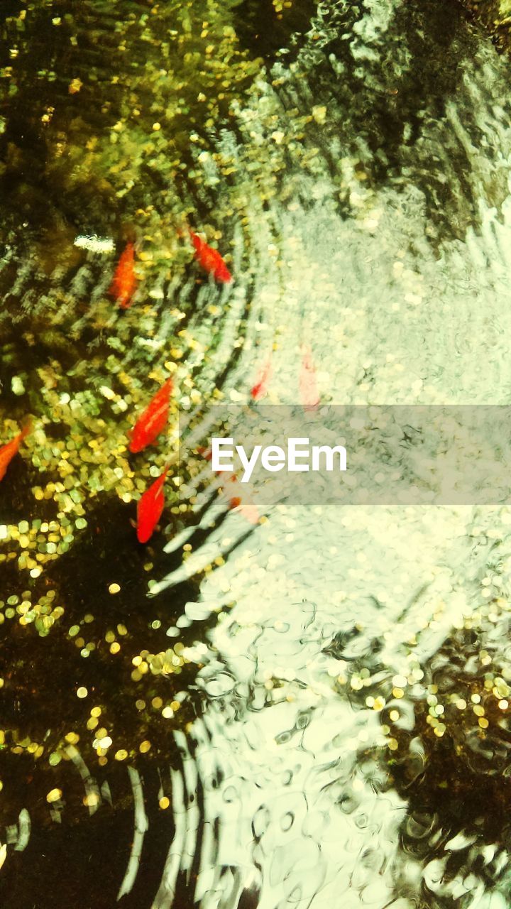 CLOSE-UP OF KOI CARPS SWIMMING IN POND