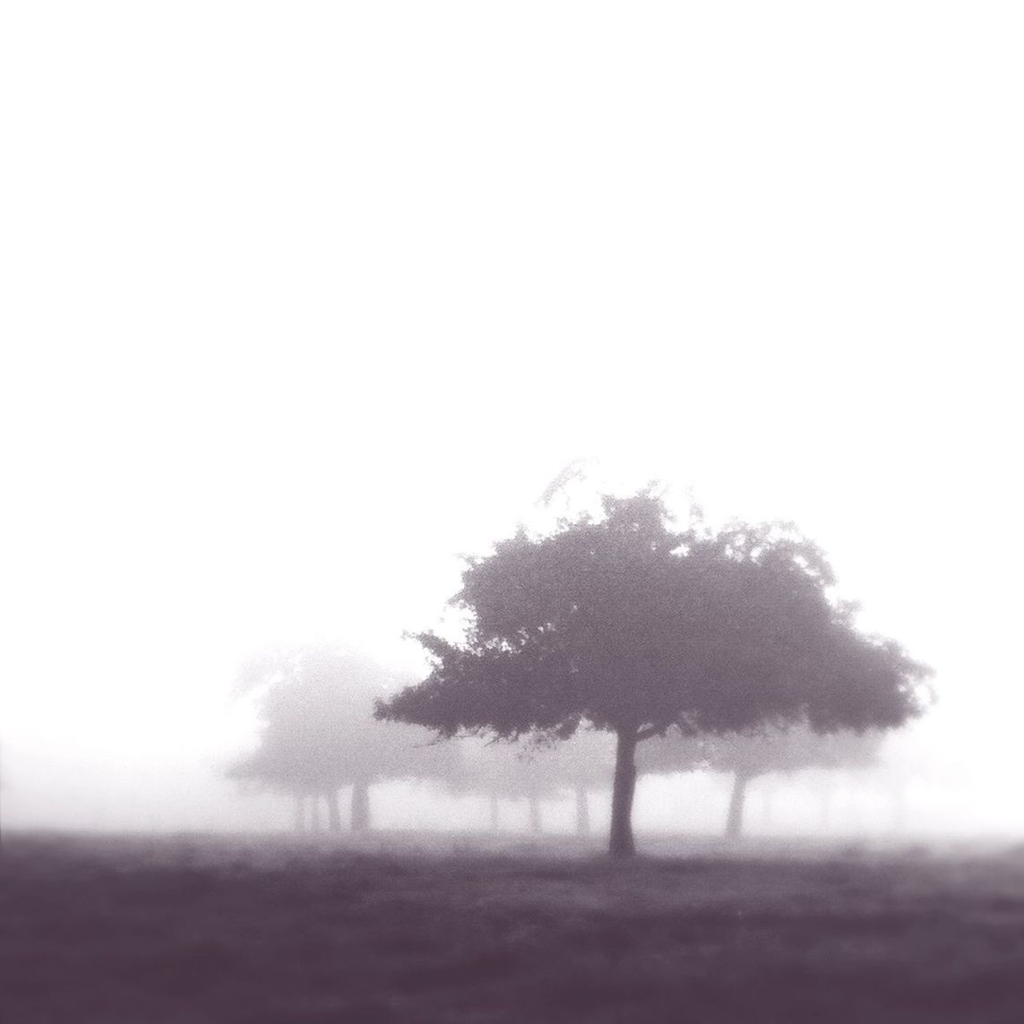 TREES IN FOGGY WEATHER