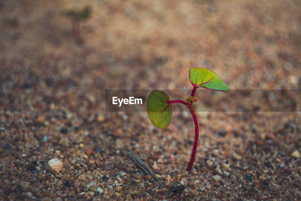 soil, nature, leaf, plant part, macro photography, green, close-up, plant, no people, day, autumn, land, outdoors, flower, beauty in nature, growth, selective focus, fragility, beginnings, focus on foreground, grass, wildlife, sunlight