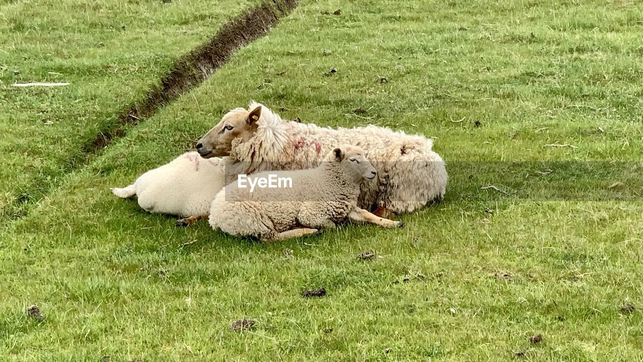 SHEEP RELAXING ON GRASS