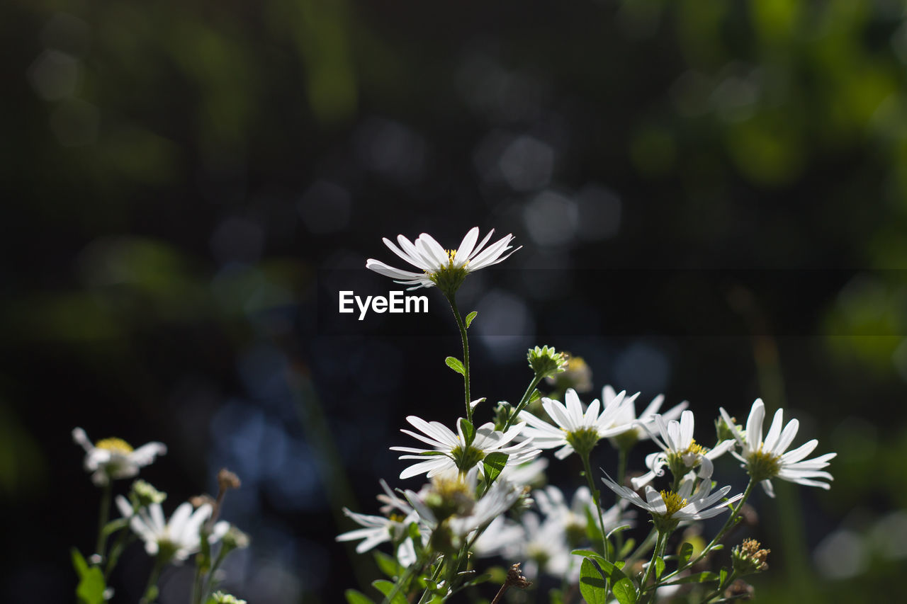 Close-up of white flowering plant