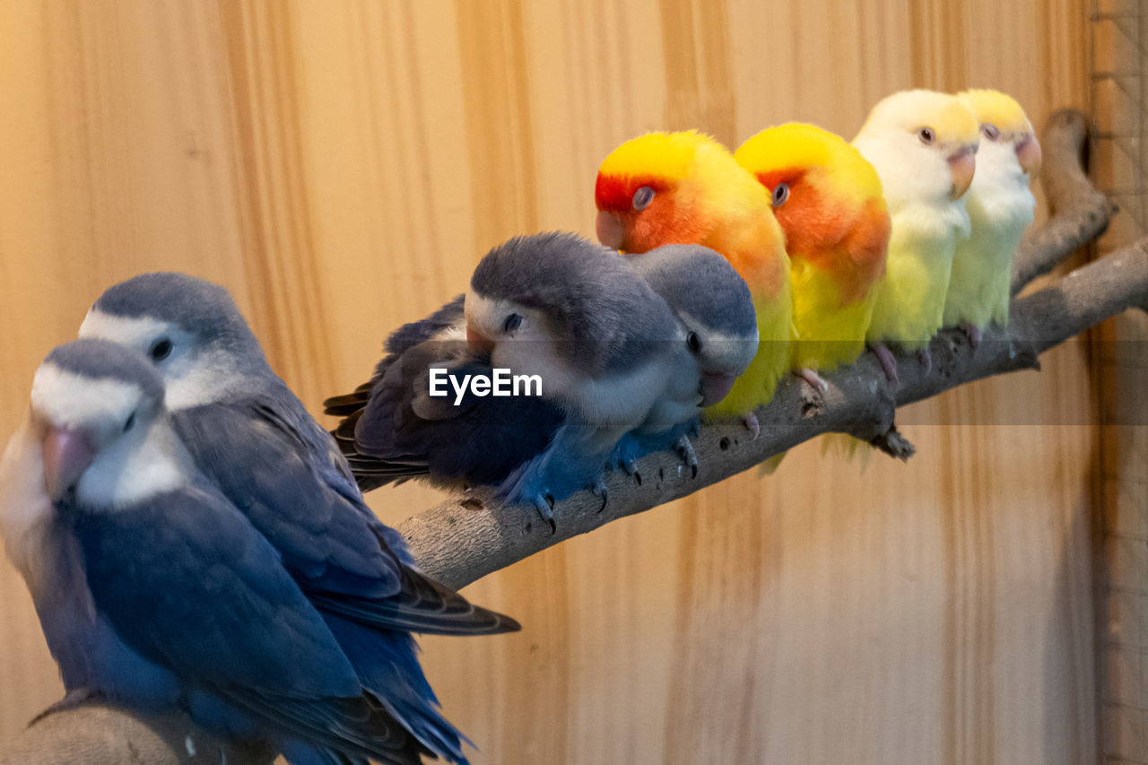 CLOSE-UP OF PARROT PERCHING ON WOODEN