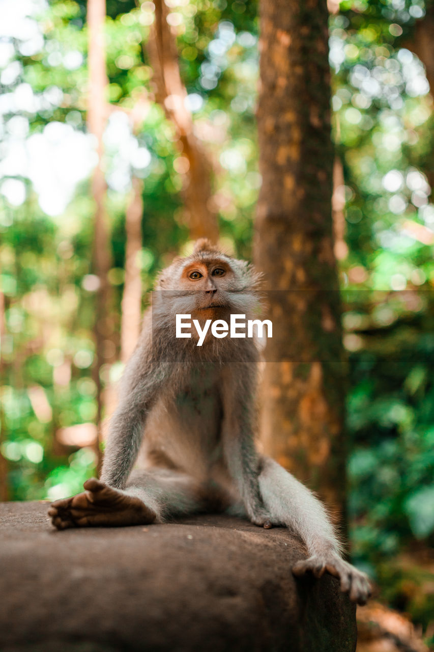 Balinese long tailed monkey sitting on a rock