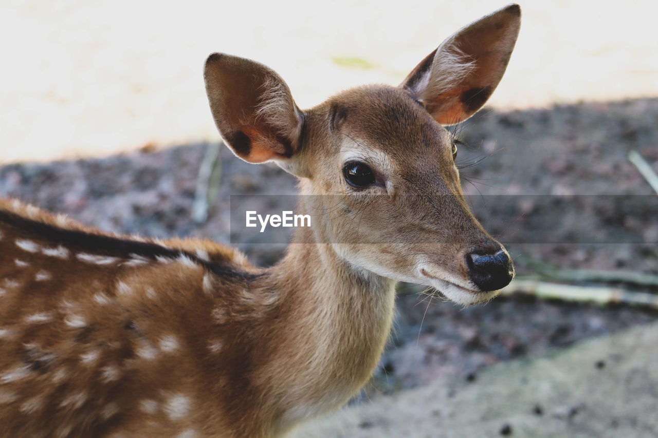 CLOSE-UP OF DEER IN THE FIELD
