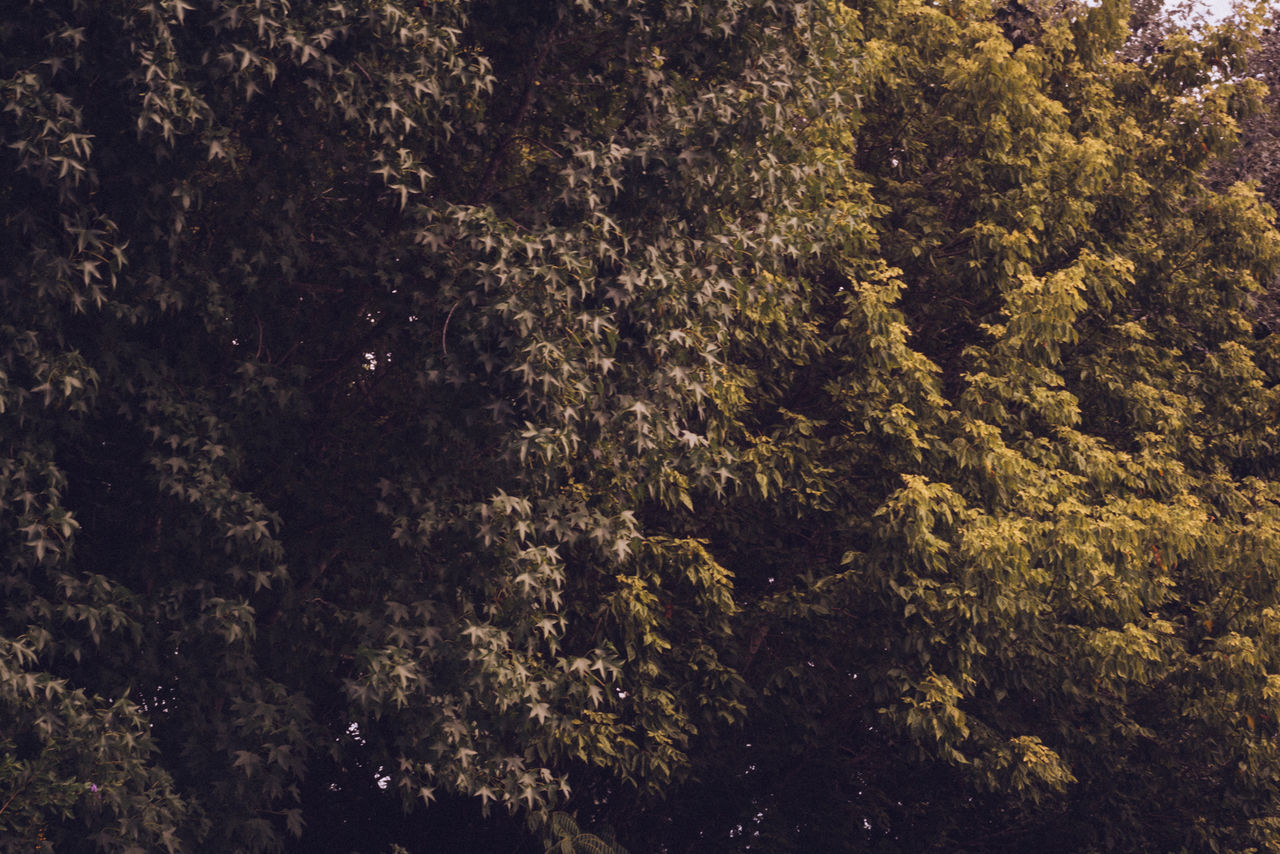 VIEW OF TREES IN PARK