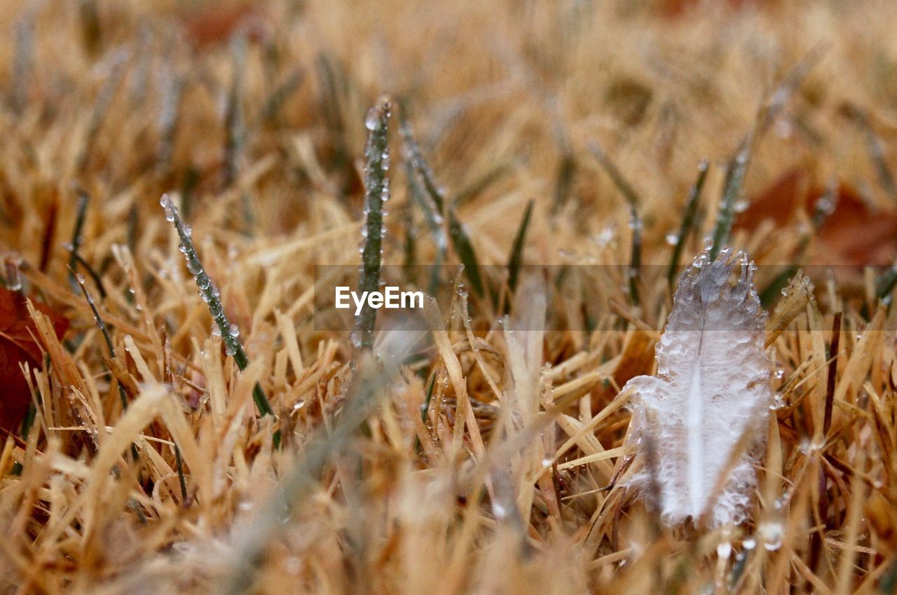 CLOSE-UP OF PLANTS GROWING IN FIELD