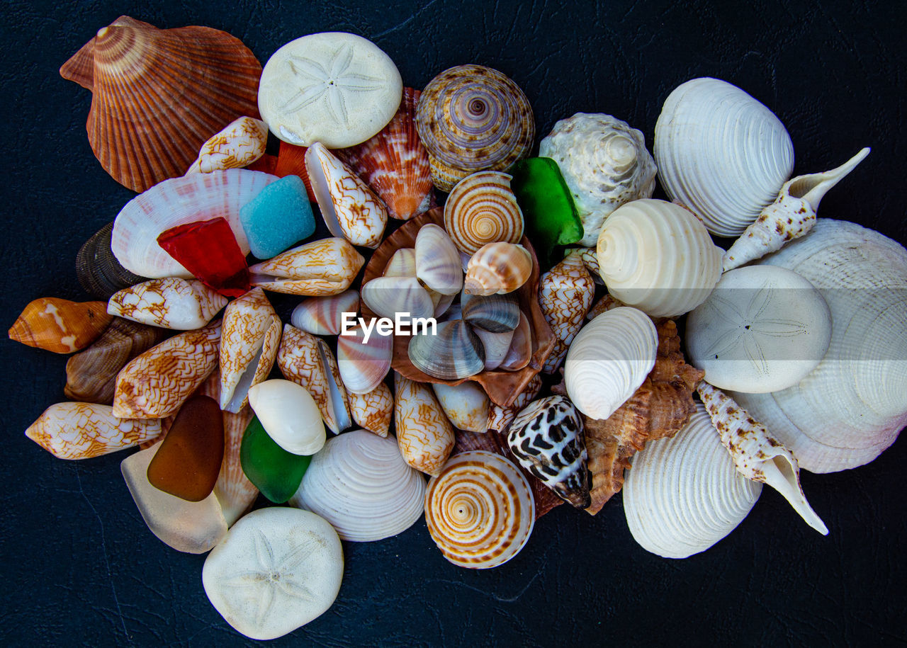 shell, conch, seashell, animal shell, variation, high angle view, large group of objects, no people, black background, cockle, still life, clam, animal wildlife, abundance, directly above, studio shot, animal, indoors, food, jewellery, nature