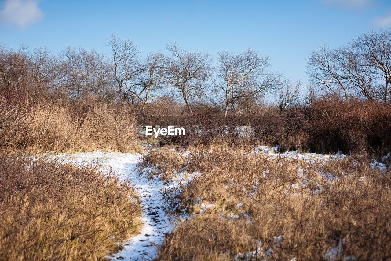 Snow covered field against bare trees