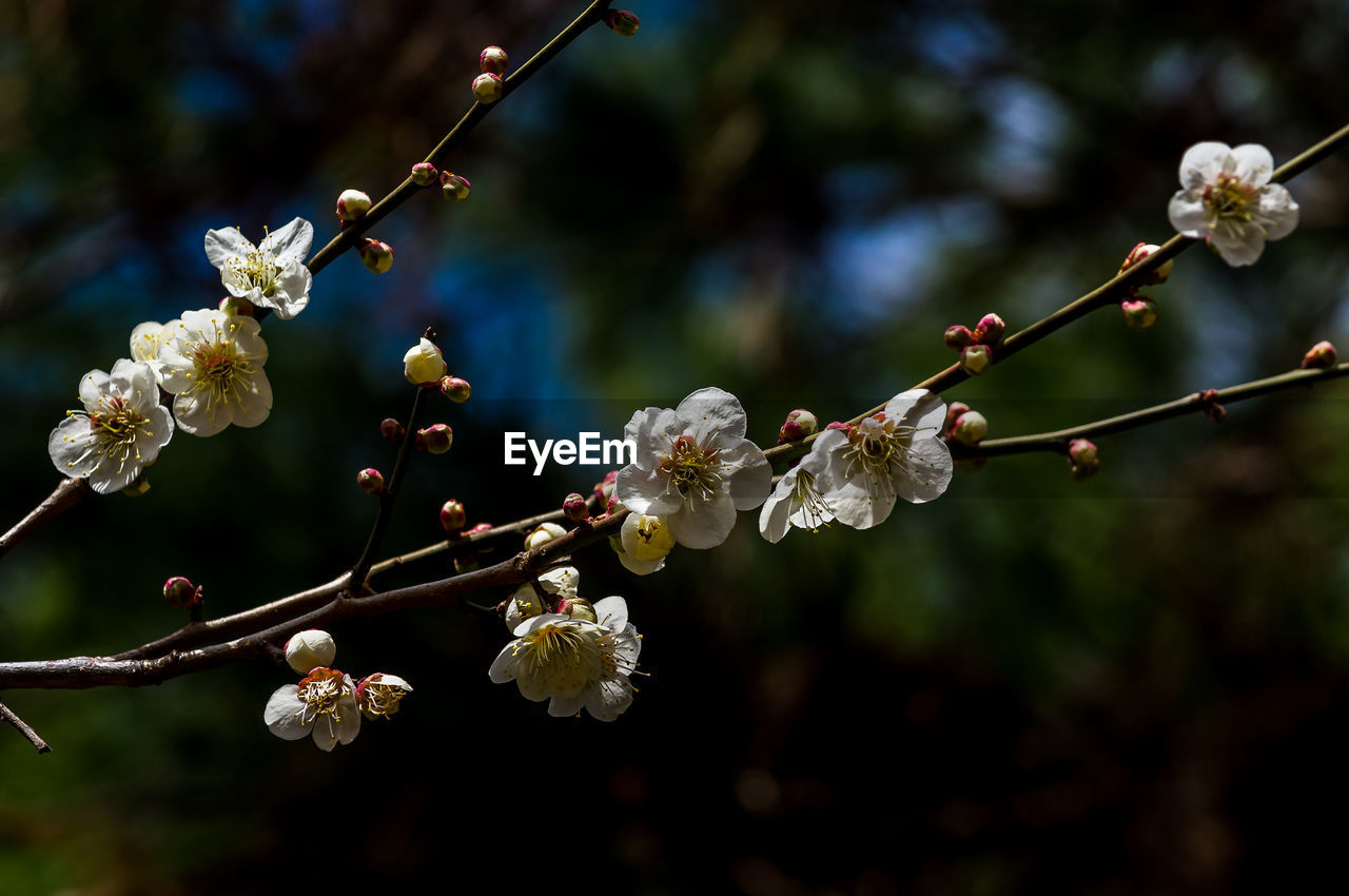 CLOSE-UP OF WHITE CHERRY BLOSSOM