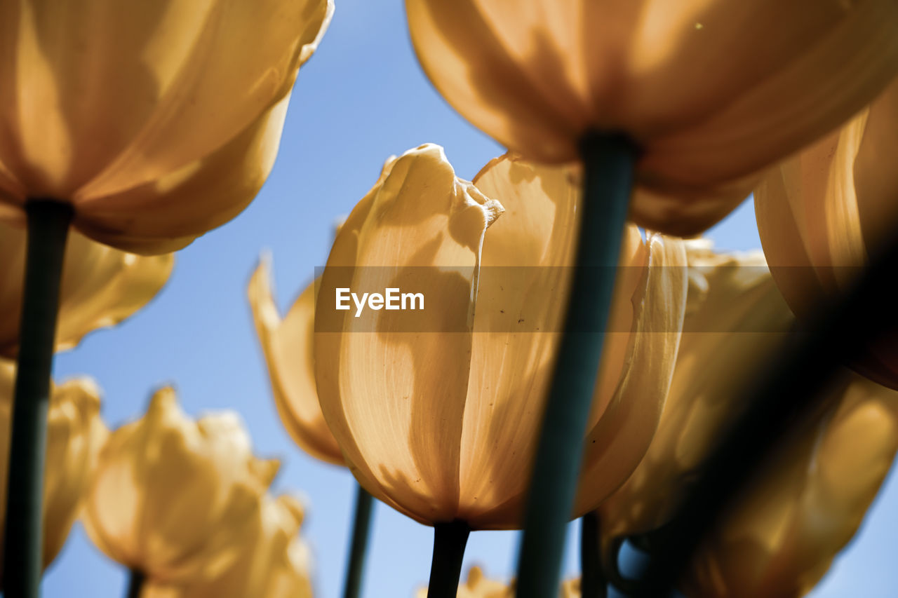 Spring season tulip blooming 